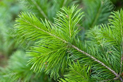 Branch of pine