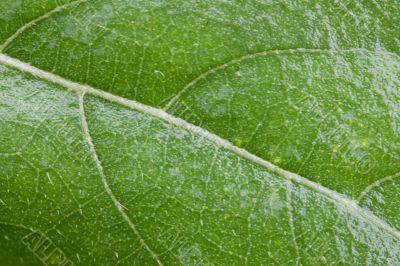Green Leaf Green Leaf