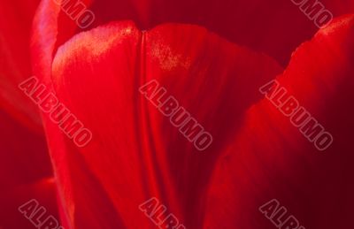 Romantic background Romantic background