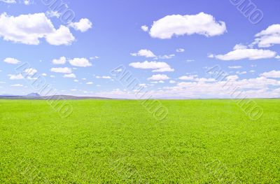 Green field
