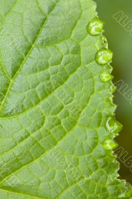 Green Leaf Green Leaf