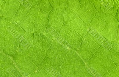 Leaf veins close up