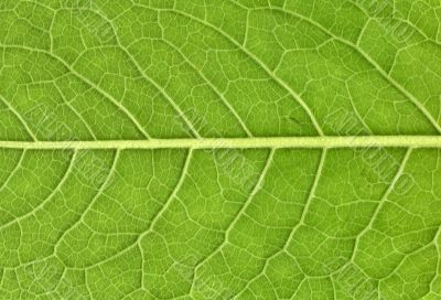 Leaf veins close up