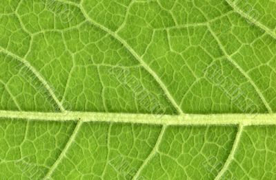Leaf veins close up