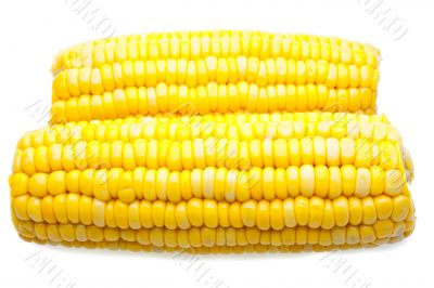 Corn-cob isolated Corn-cob isolated