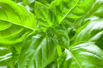 Basil leaves