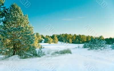 Snow pine forest