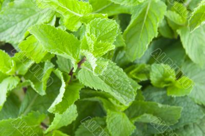 Fresh mint leaves Fresh mint leaves