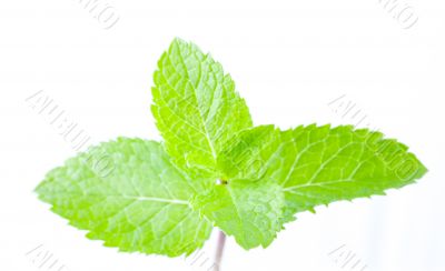 Fresh mint leaves Fresh mint leaves