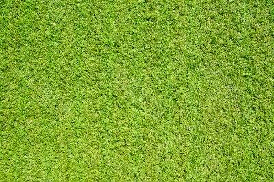 Green grass