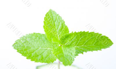 Fresh mint leaves Fresh mint leaves