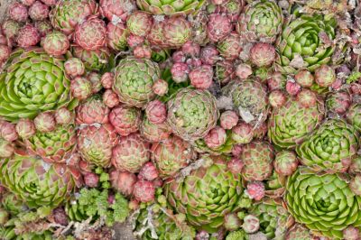 SempervÃ­vum