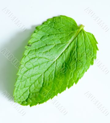 Fresh mint leaves Fresh mint leaves