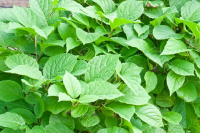 Green foliage Green foliage
