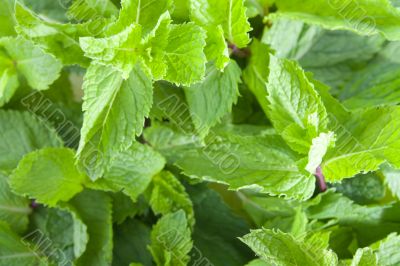 Fresh mint leaves Fresh mint leaves