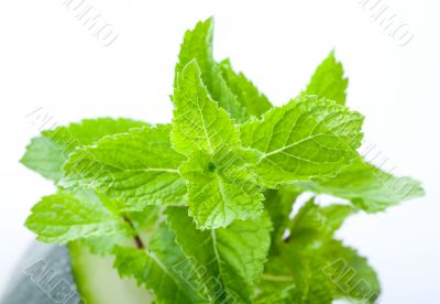 Fresh mint leaves Fresh mint leaves