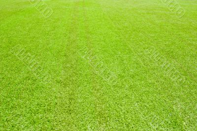 Green grass Green grass