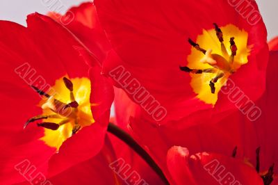 Reds tulips