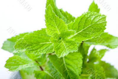 Fresh mint leaves Fresh mint leaves