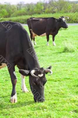 Cows grazing