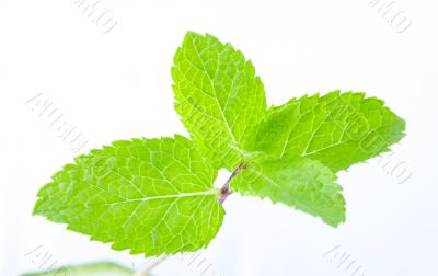 Fresh mint leaves Fresh mint leaves