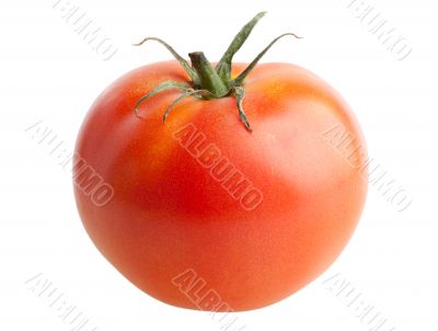 Tomato isolated