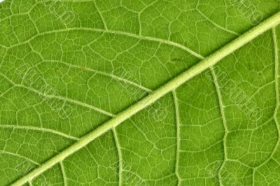Leaf veins close up
