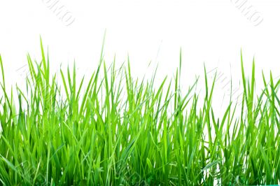 Stalks of green grass Stalks of green grass