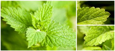 Mint leaves