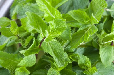 Fresh mint leaves Fresh mint leaves