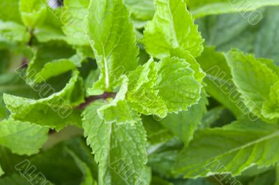 Fresh mint leaves Fresh mint leaves