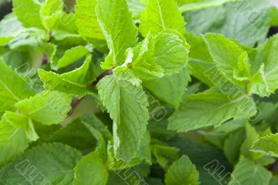 Fresh mint leaves Fresh mint leaves