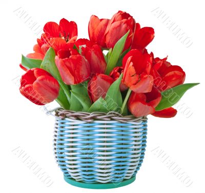 Red tulips