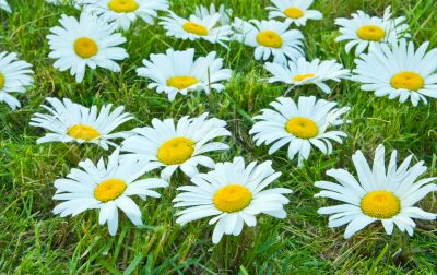 White daisies White daisies