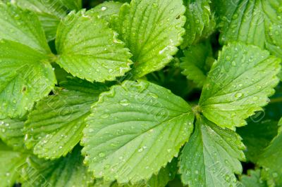 Strawberry leaves