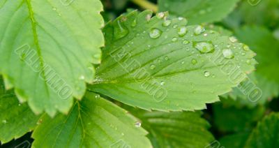 Strawberry leaves