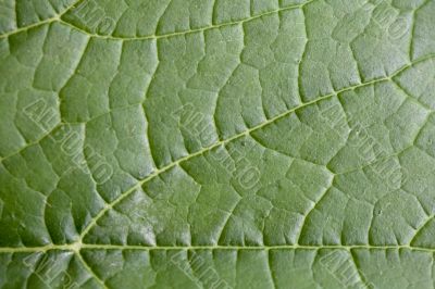 Green Leaf Green Leaf