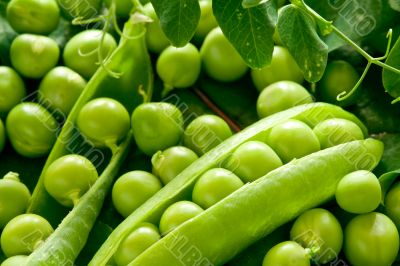 Green peas in the pod