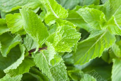 Fresh mint leaves Fresh mint leaves