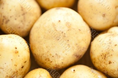 Fresh potatoes