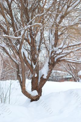 Tree covered with snow