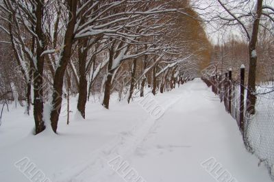 Avenue of trees