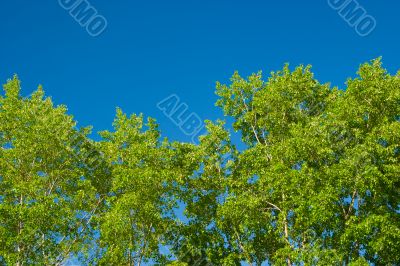 Foliage against the sky