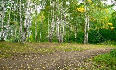 Forest landscape