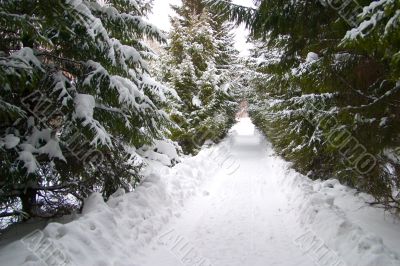 Avenue of trees