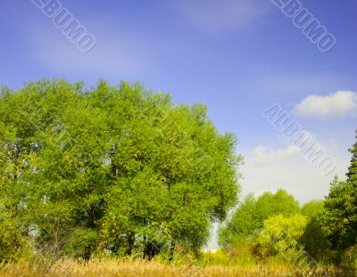 Summer landscape Summer landscape