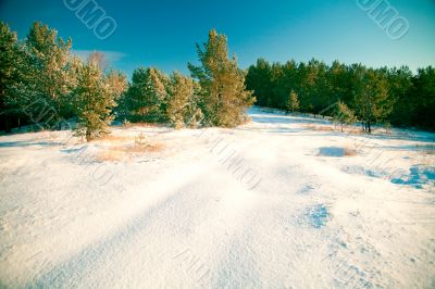 Winter landscape