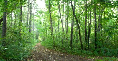 Forest landscape