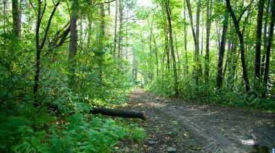 Forest landscape