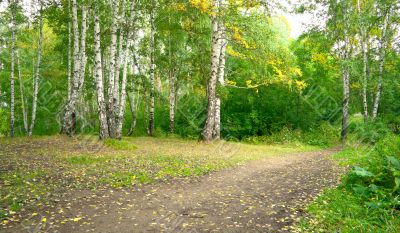 Forest landscape